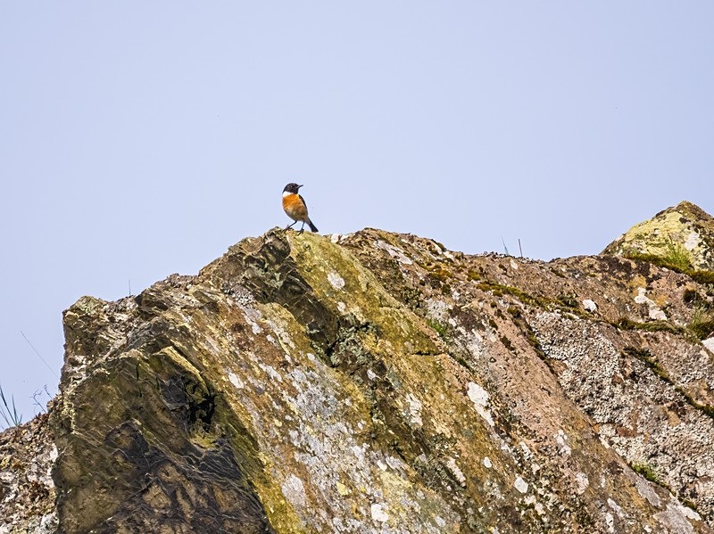 Stonechat - Chats