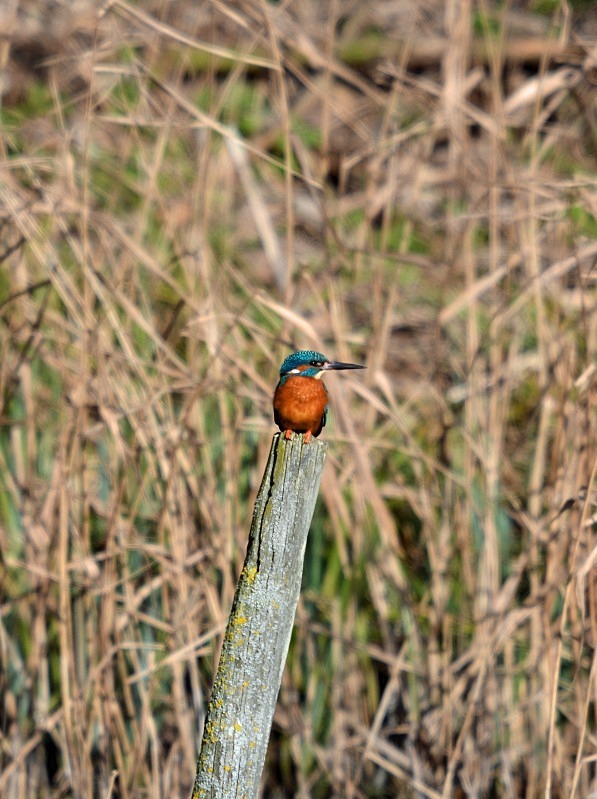 Kingfisher - Kingfishers