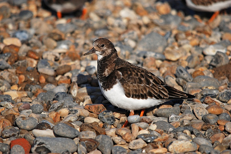 Turnstone - Sandpipers