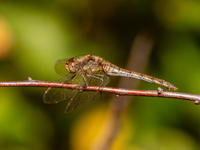 Common Darter - Dragonflies and damselflies