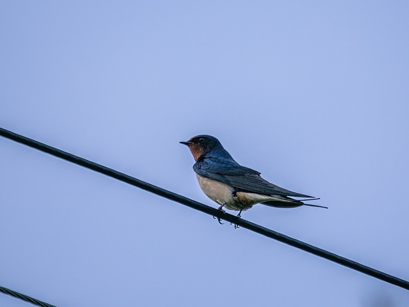 Swallow - Hirundines