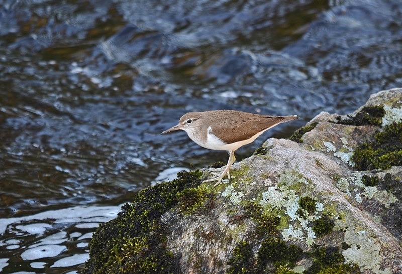 Common Sandpiper - Sandpipers