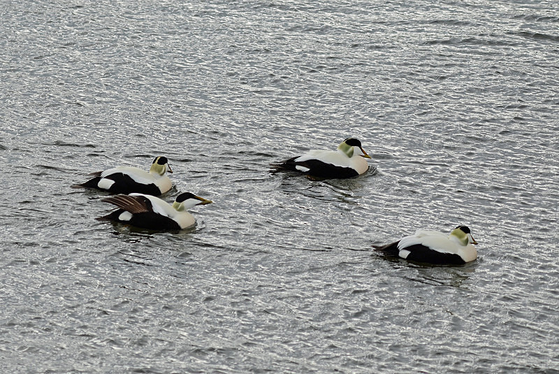 Eiders - West Iceland