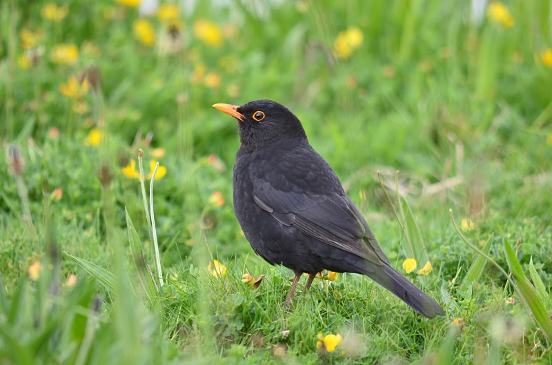 Blackbird - Thrushes