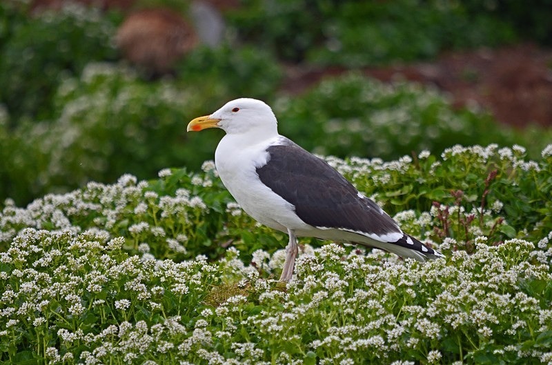 Great Black-backed Gull - North Norway