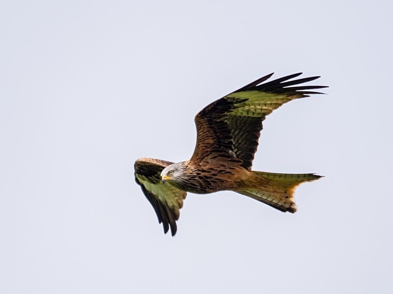 Red Kite - Birds of prey