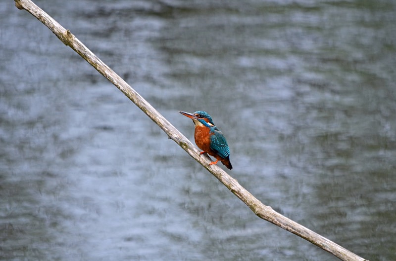 Kingfisher - Kingfishers