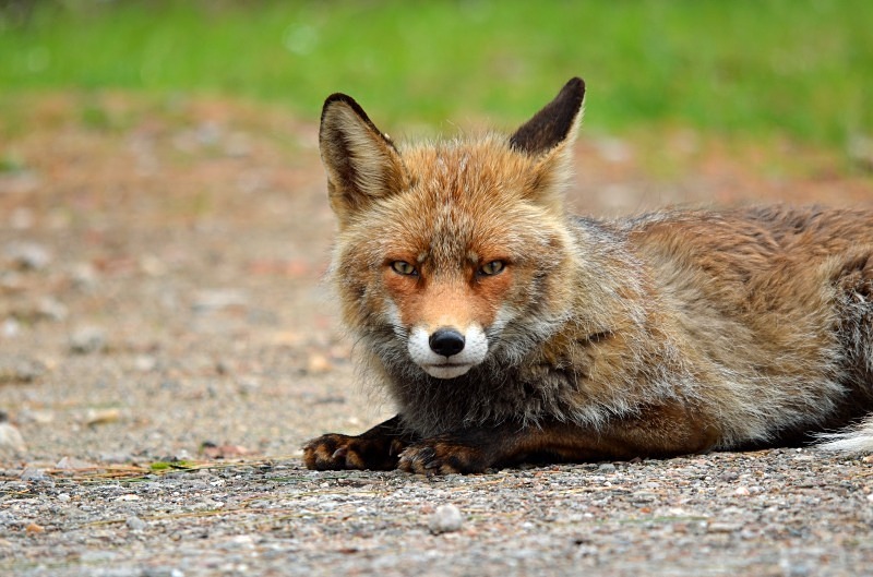 Red Fox - South and west Spain - April and May 2012