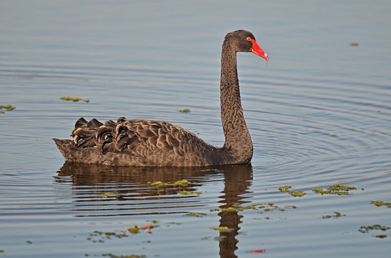 Black Swan - Black Swans