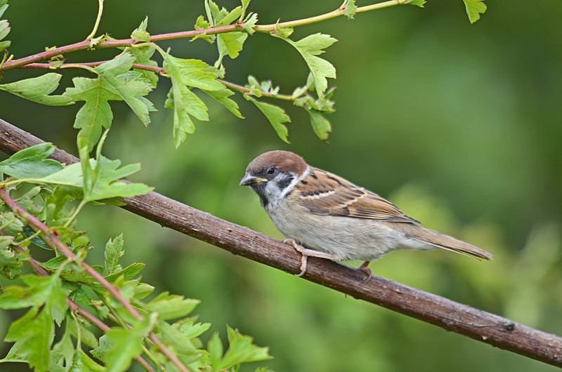 Tree Sparrow - Sparrows
