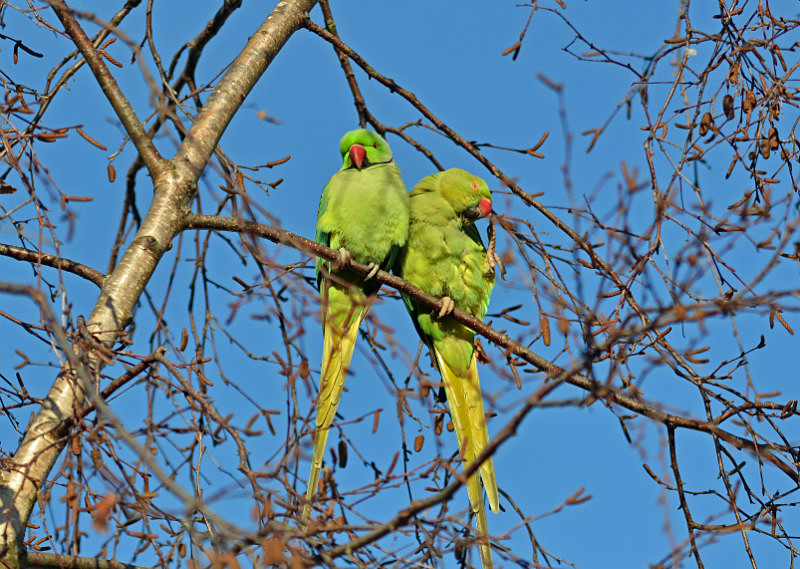 Ring-necked Parakeets - Parakeets