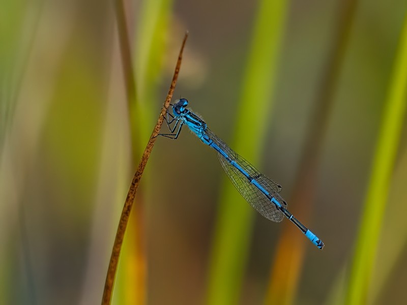 Azure Damselfly - Dragonflies and damselflies