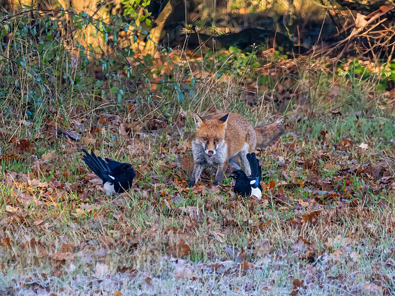 Red Fox - Latest photos