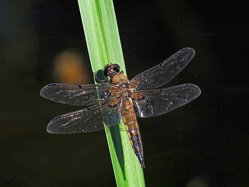 Four-spotted Chaser - Dragonflies and damselflies