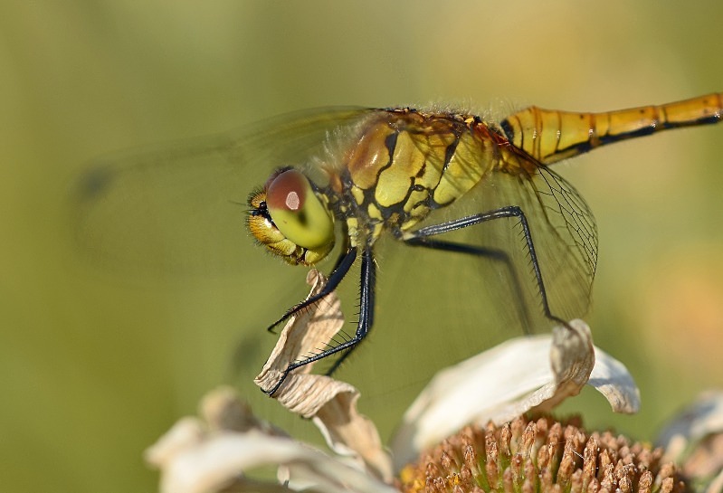 Ruddy Darter - Dragonflies and damselflies