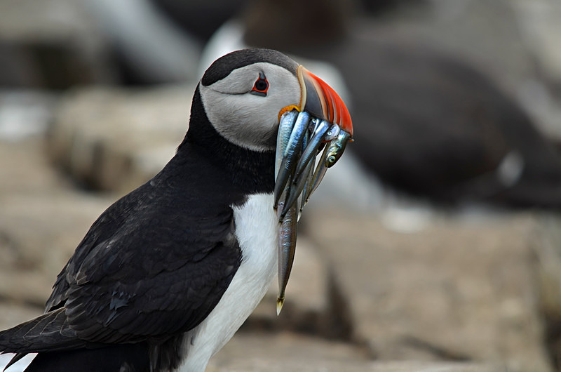 Puffin - Puffins