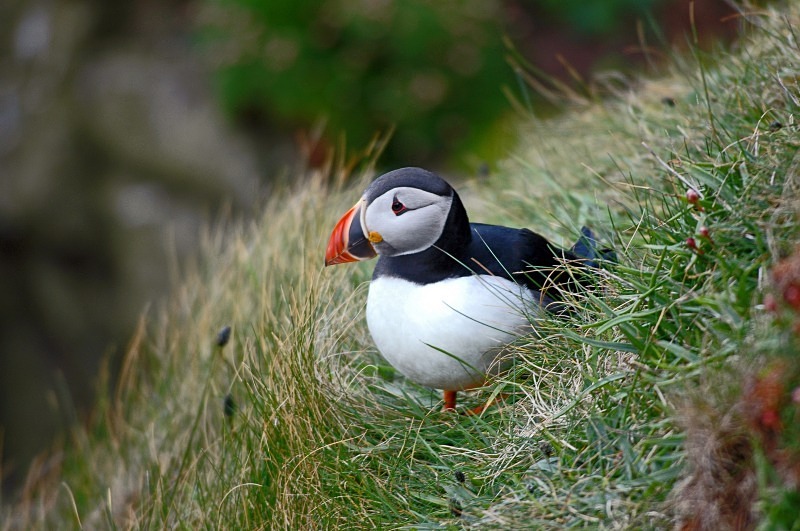 Puffin - Puffins