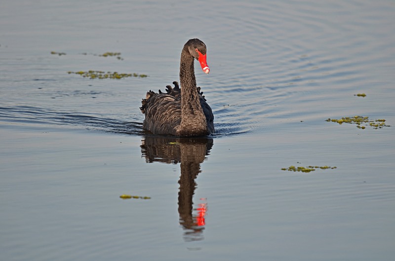 Black Swan - Black Swans