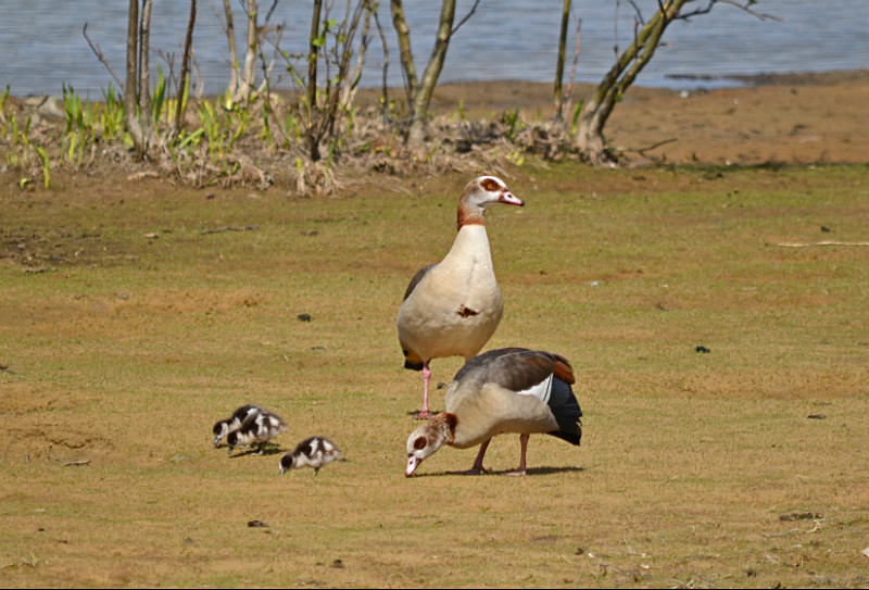 Egyptian Geese - Grey geese