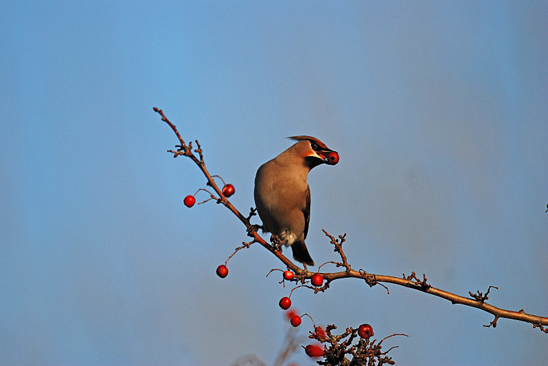 Waxwing - Waxwings