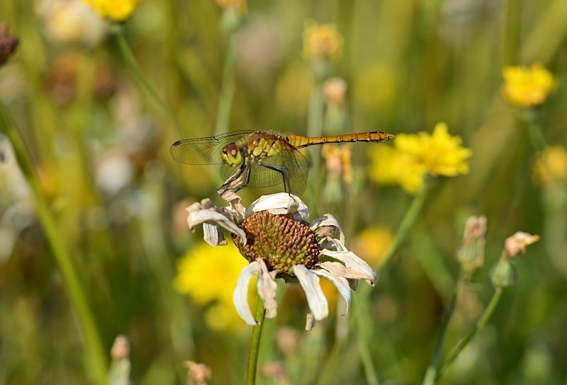 Ruddy Darter - Dragonflies and damselflies