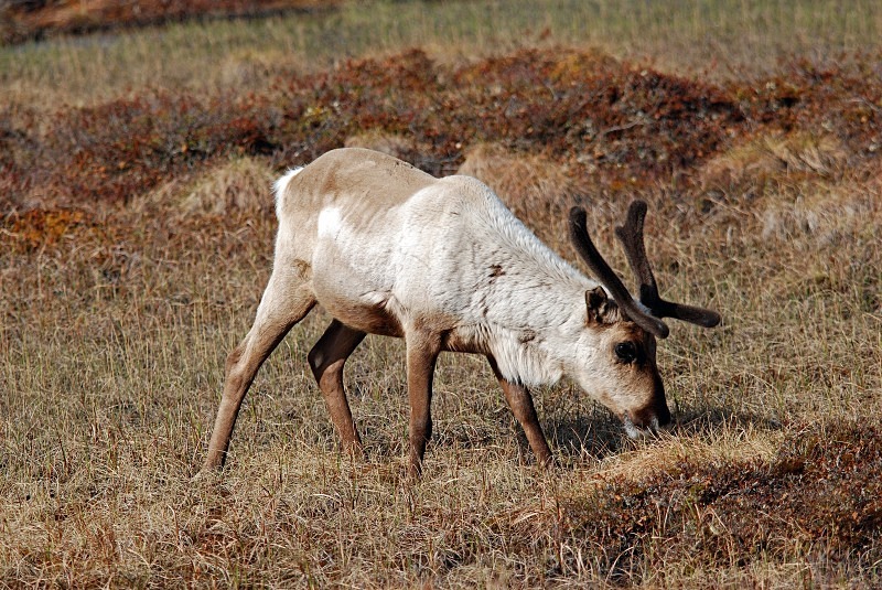 Reindeer - North Finland and north Norway - May and June 2009