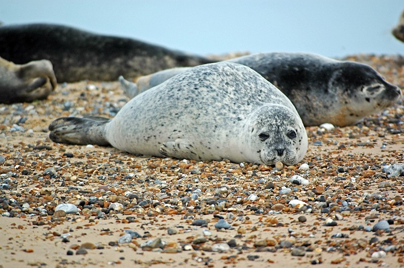 Common Seals - Common Seals