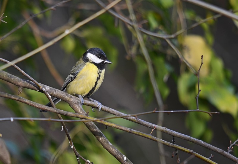 Great Tit - Tits