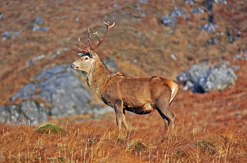 Red Deer - Red Deer