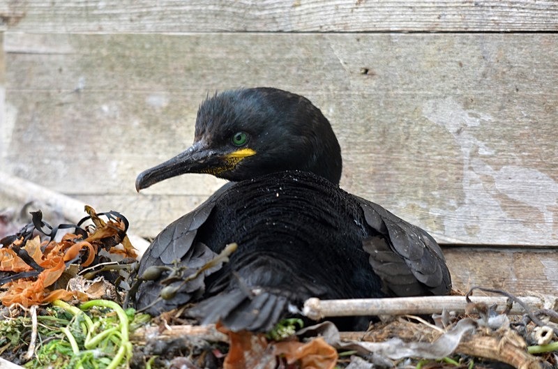 Shag - North Norway