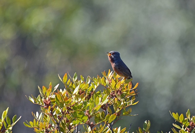 Dartford Warbler - South and west Spain - April and May 2012