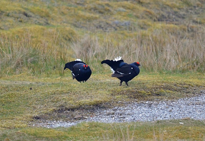 Black Grouse - Game birds