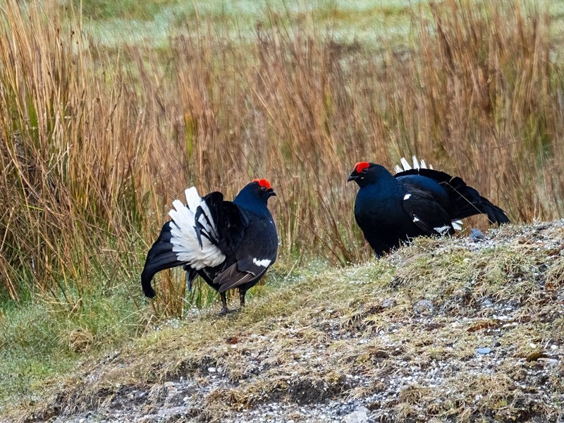 Black Grouse - Game birds