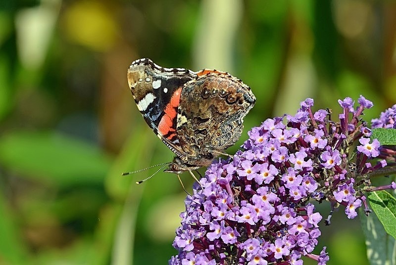 Red Admiral - Butterflies