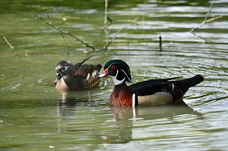 Wood Ducks - Dabbling ducks