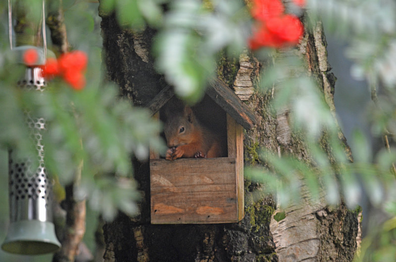 Red Squirrel - Red Squirrels