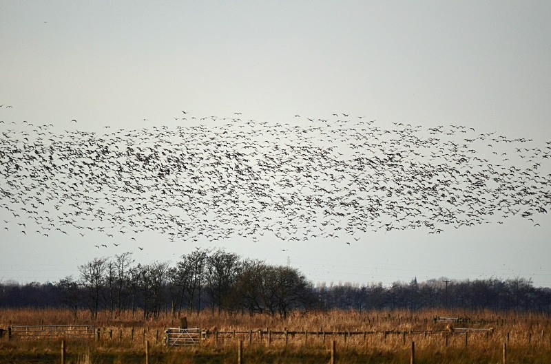 Pink-footed Geese - Grey geese
