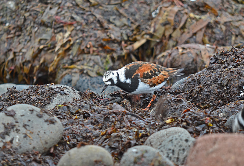 Turnstone - North east Iceland