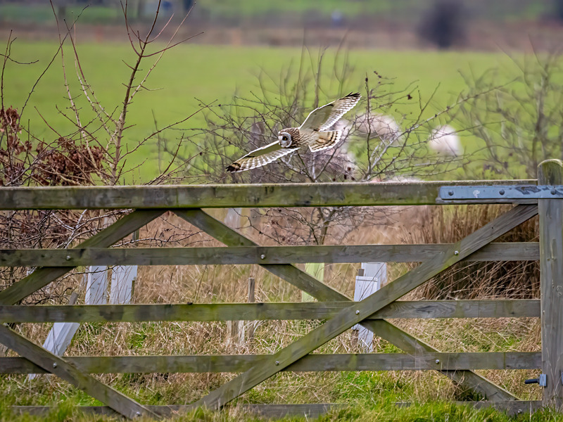 Short-eared Owl - Latest photos