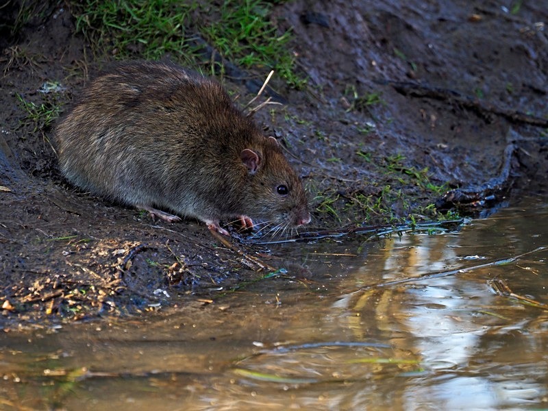 Brown Rat - Other mammals