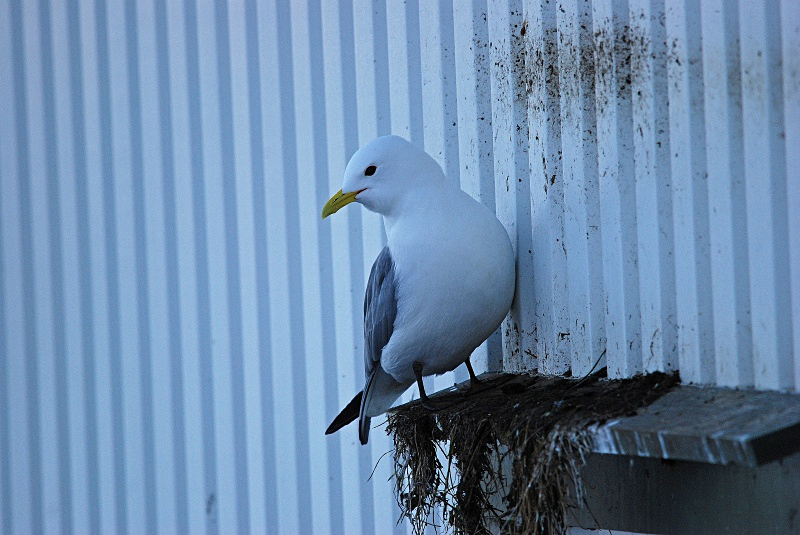 Kittiwake - Norway