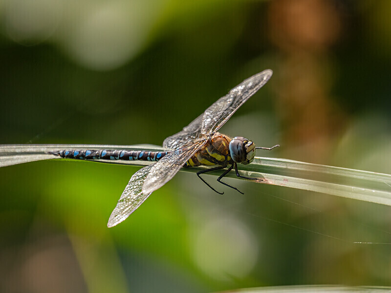 Migrant Hawker - Latest photos