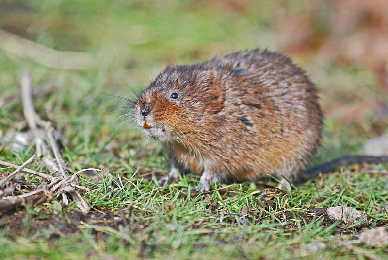 Water Vole - Water Voles