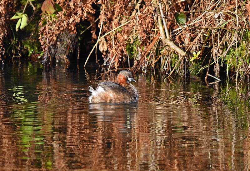 Little Grebe - Grebes