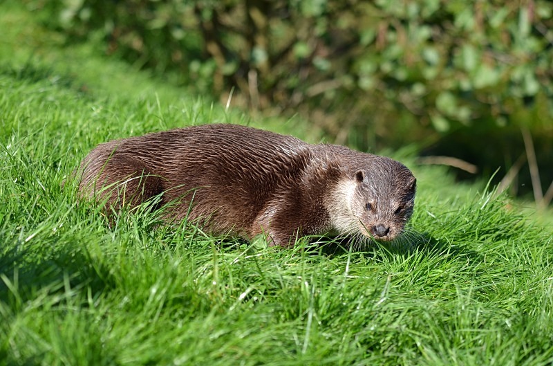 Otter - Otter
