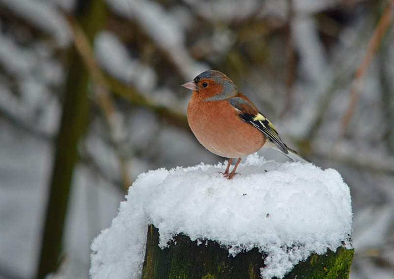Chaffinch - Finches