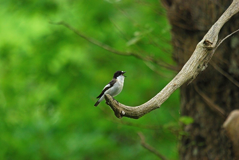 Pied Flycatcher - Flycatchers