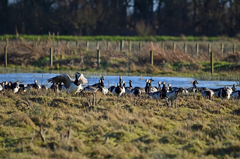 Barnacle Geese - Black geese