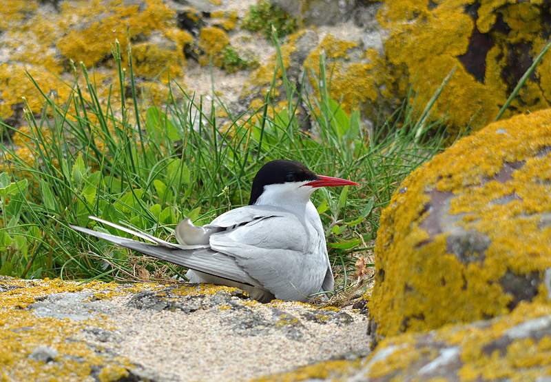 Arctic Tern - Terns