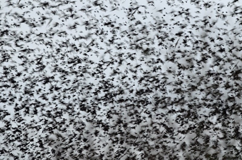 Starlings - Starlings